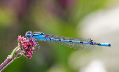 Libelle