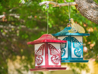 Close up shot of cute candle box in the St. Jude's Ranch for Children