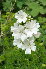 beautiful bloom of white musk mallow flowers growing wild, Wiltshire UK