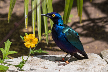 Metallic Starling Standing Near a Yellow Flower