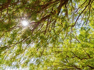 Beautiful tree landscape in the St. Jude's Ranch for Children