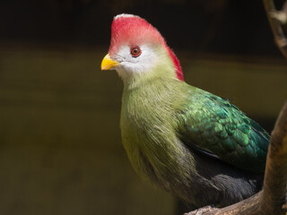 Close Up Red-crested Turaco
