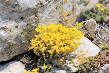 Yellow Sedum flowers on stones