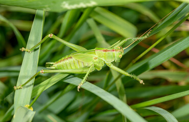 Green hay horse on the meadow in the grass