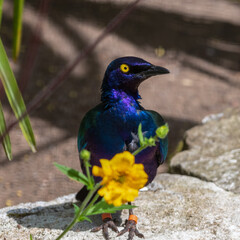Metallic Starling Standing Near a Yellow Flower