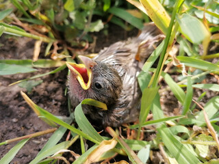 Closeup of the head, eye and open beak of a young sparrow bird in the green grass. House sparrow – Passer Domesticus