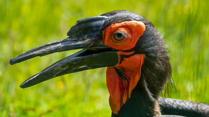 Obraz premium Close Up Portrait Ground Hornbill