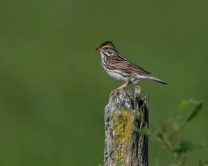 A Savannah Sparrow perches on a rural fencepost - Ontario, Canada 