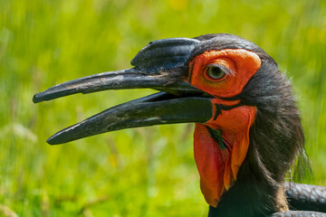 Close Up Portrait Ground Hornbill
