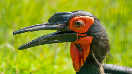 Close Up Portrait Ground Hornbill