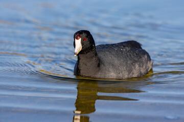 Close up shot of Eurasian coot swimming in the lake