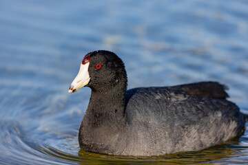 Close up shot of Eurasian coot swimming in the lake