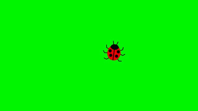 Animated ladybird. Ladybug crawls in a circle on screen. Looped video. Vector illustration isolated on a green background.