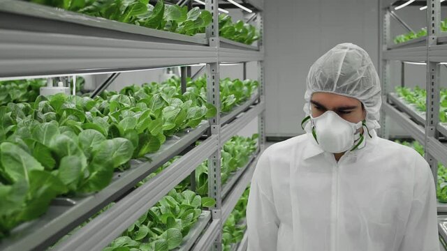 Scientist in protective uniform working in greenhouse. Male biology scientist in sterile uniform and respirator mask examining green sprouts growing in hydroponic tanks in agricultural vertical farm