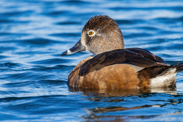 Close up shot of a Ring-necked duck