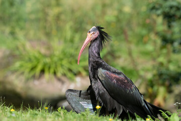 Northern Bald Ibis Resting on Grass