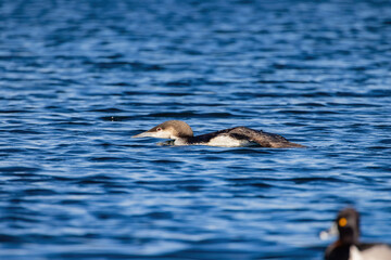 Close up shot of a Common loon