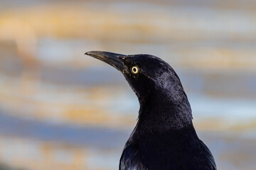 Close up shot of a Great-tailed grackle