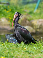 Northern Bald Ibis Resting on Grass