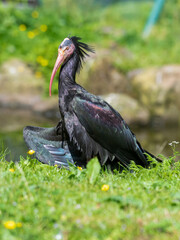 Northern Bald Ibis Resting on Grass