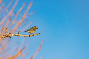 Close up shot of cute Audubon's warbler