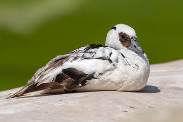 Male Smew Duck Resting