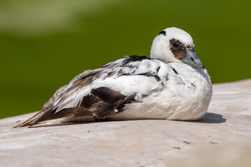 Male Smew Duck Resting