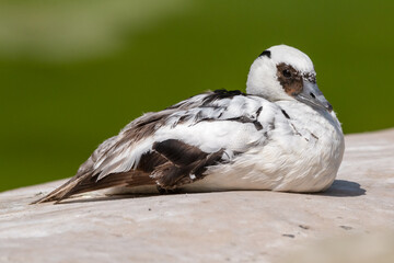 Male Smew Duck Resting