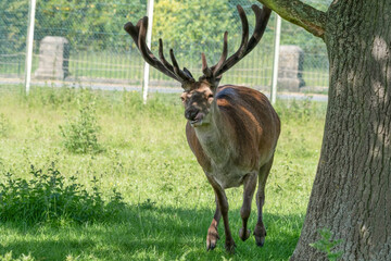 Adult Male Stag Red Deer 