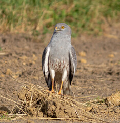 The hawk stands by the side of the road