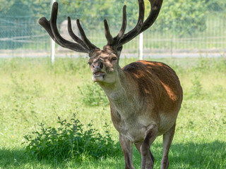 Naklejka na ściany i meble Adult Male Stag Red Deer 