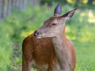 Close Up Young Female Red Deer 