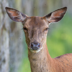 Close Up Young Female Red Deer 