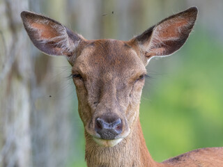 Close Up Young Female Red Deer 