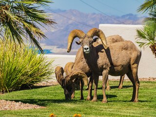 Naklejka premium Many big horn sheep in front of a residence building near Hemenway Park