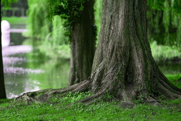 tree in the forest