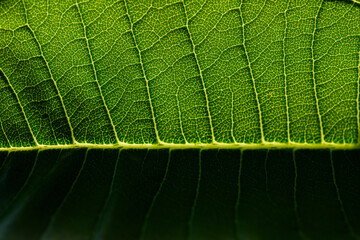 Green Leaf Texture background,.