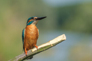 Pescaras albastru - King fisher - Alcedo atthis