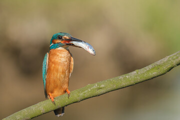 Pescaras albastru - King fisher - Alcedo atthis
