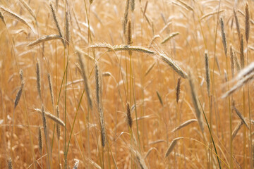 Wheat field. Ears of golden wheat close up 