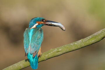 Pescaras albastru - King fisher - Alcedo atthis