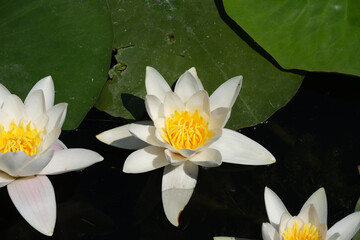 Nufar alb - Nymphaea alba