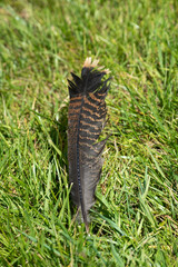 Wild Turkey Feather