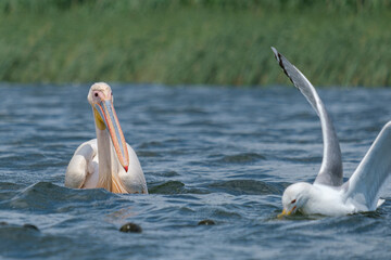 Pelican comun - Great white pelican - Pelecanus onocrotalus