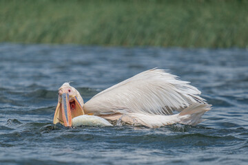 Great white pelican taking its lunch