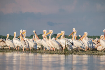 Pelicani comuni - Great white pelicans - Pelecanus onocrotalus
