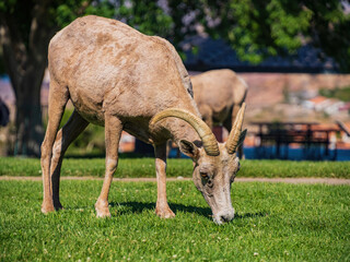 Many big horn sheep at Hemenway Park