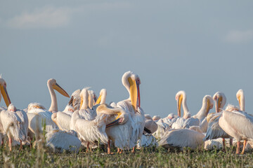 Pelicani comuni - Great white pelicans - Pelecanus onocrotalus