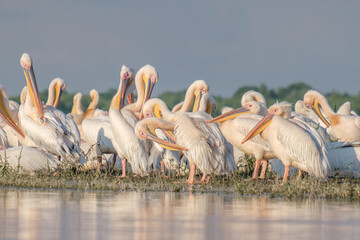 Pelicani comuni - Pelecanus onocrotalus