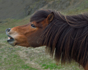 Icelandic Horse whinny - Iceland